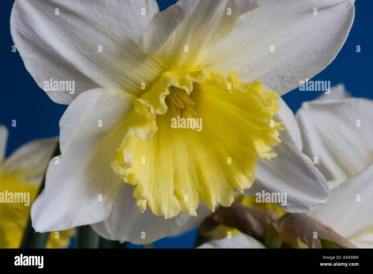 Nahaufnahme von Narcissus Ice Follies Blume Stockfoto