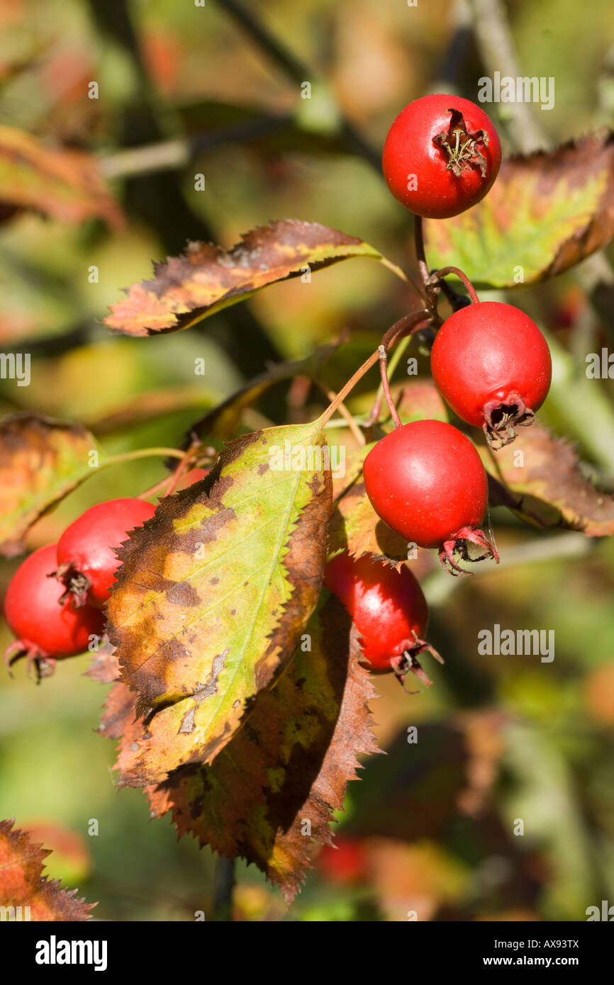 Crataegus Asiana rote Hagebutten im Herbst Stockfoto