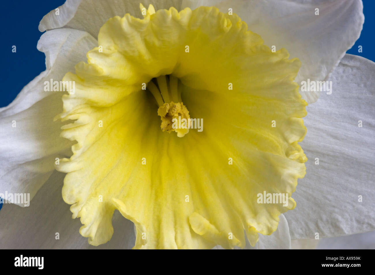 Nahaufnahme von Narcissus Ice Follies Blume Stockfoto