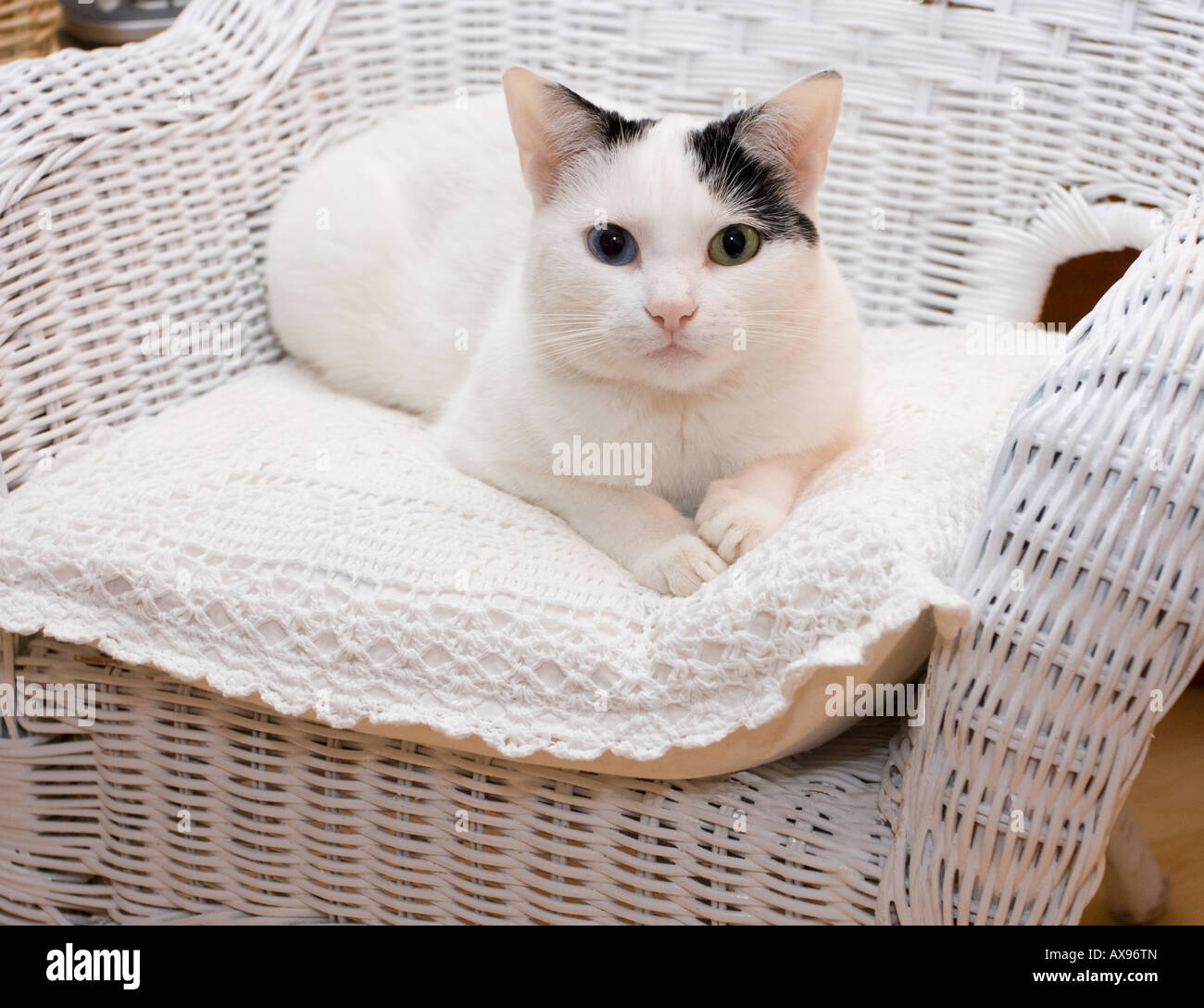 Eine junge schwarze und weiße Katze (Felis Catus) mit ungeraden farbigen Augen, die auf Kissen auf weißem Rattanstuhl liegen und direkt auf die Kamera blicken Stockfoto