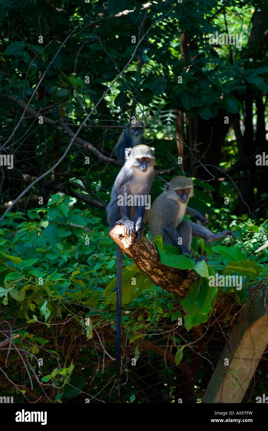 SYKES Affen führen albogularis Stockfoto