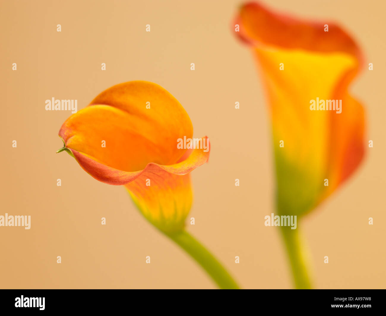 AUM Lilien, Arum Lilie, Schönheit, Schönheit Natur, Botanik, Calla-Lilien, Calla Lily, in der Nähe erschossen, close-up, Delikatesse, Blume, Kopf, f Stockfoto