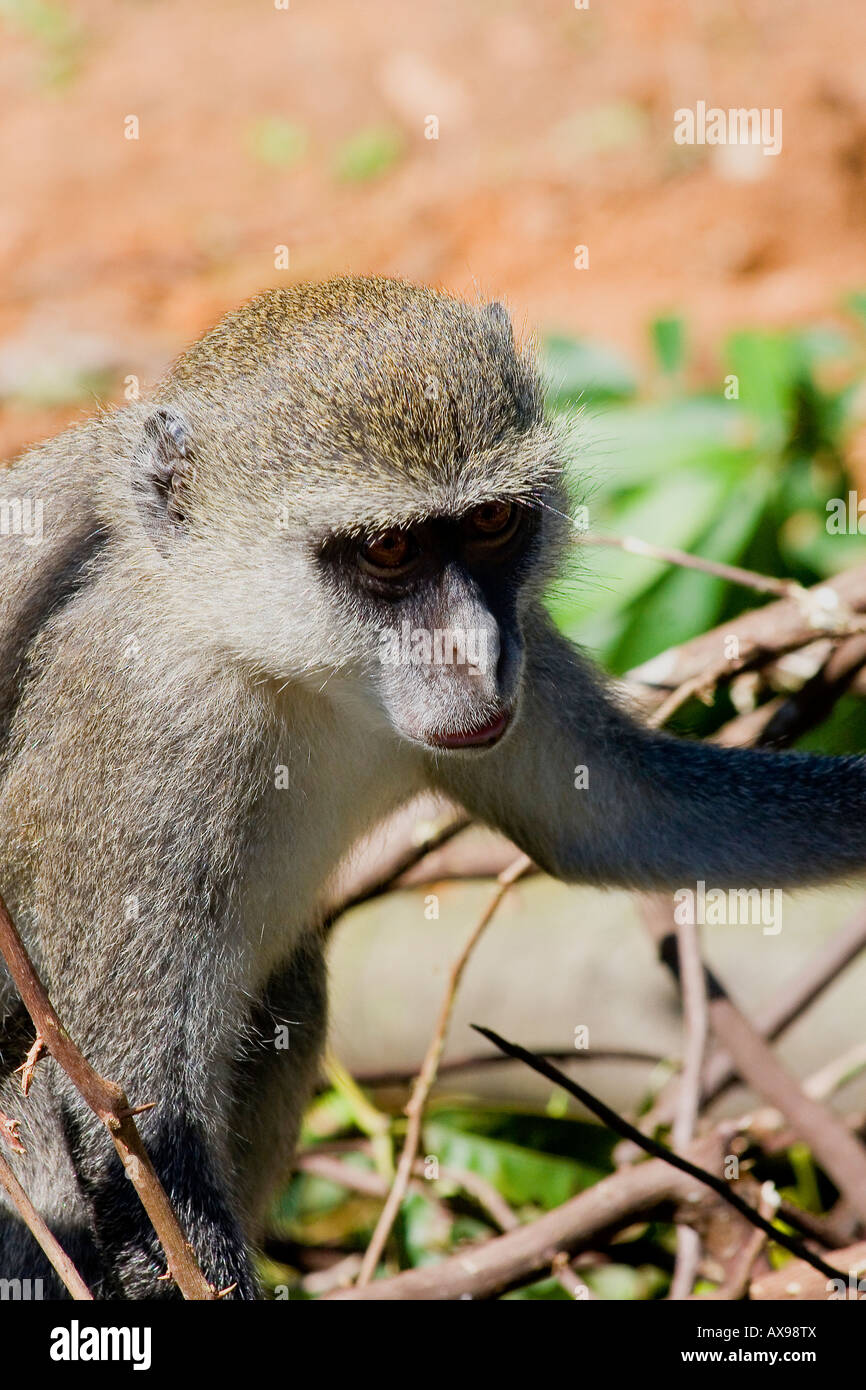 SYKES Affen führen Albogularis Mitis, Stockfoto