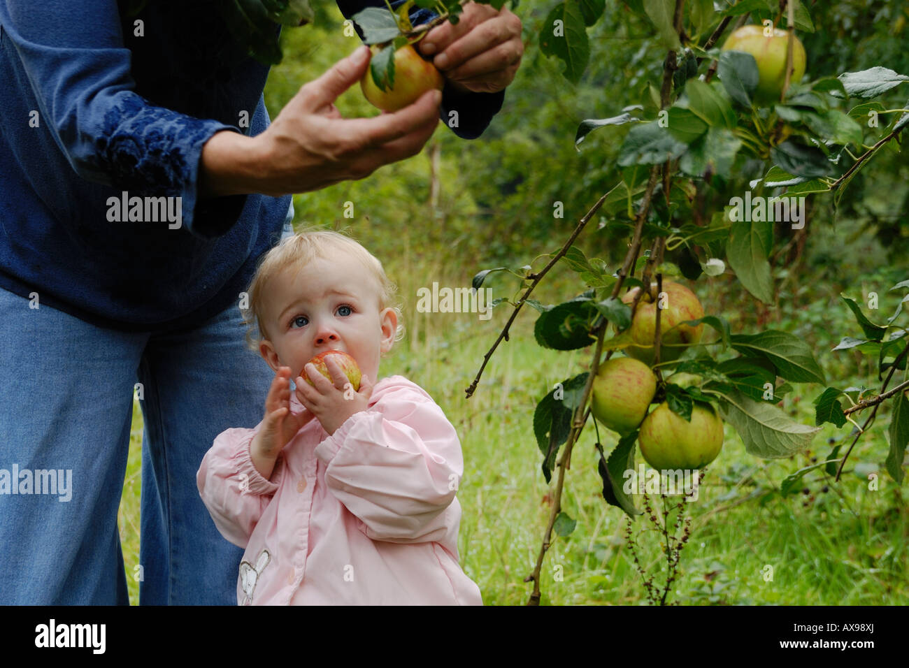 Kleinkind beobachten einen Erwachsenen Äpfel pflücken, während er einen Apfel isst, Wales, Großbritannien. Stockfoto