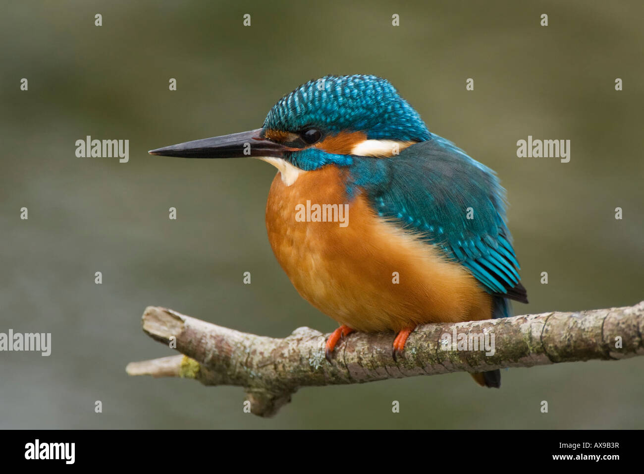 Eisvogel oder die Europäische Eisvogel (Alcedo Atthis) Stockfoto