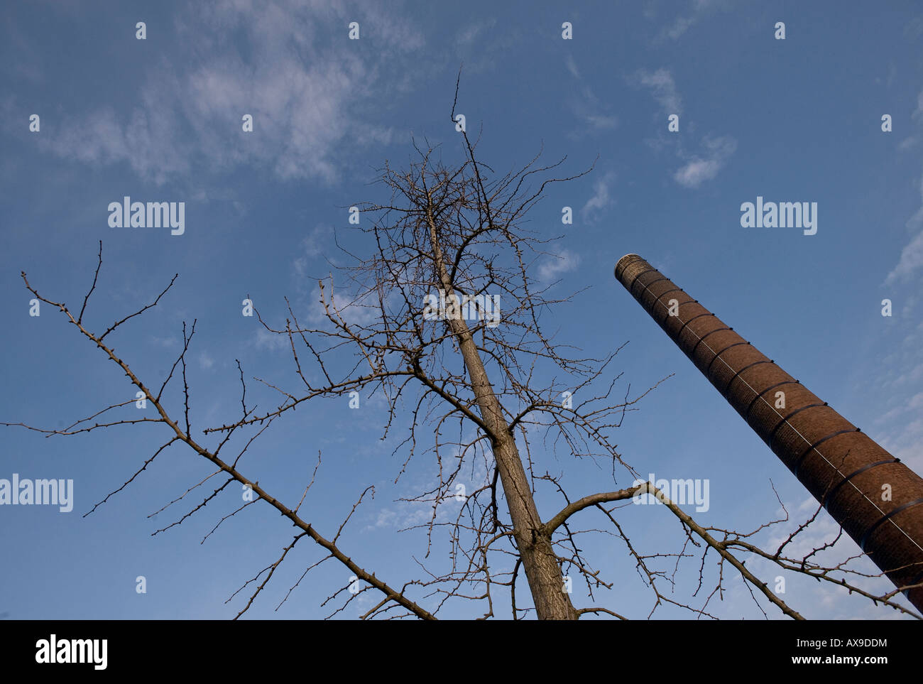 Baum beraubt es s Laub steht neben einem Schornstein Stockfoto