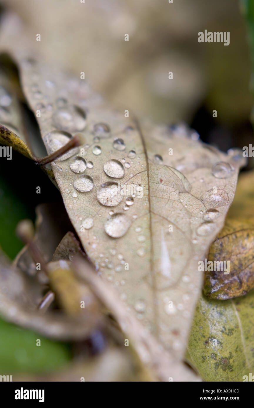Regentropfen auf Blätter im Herbst Stockfoto