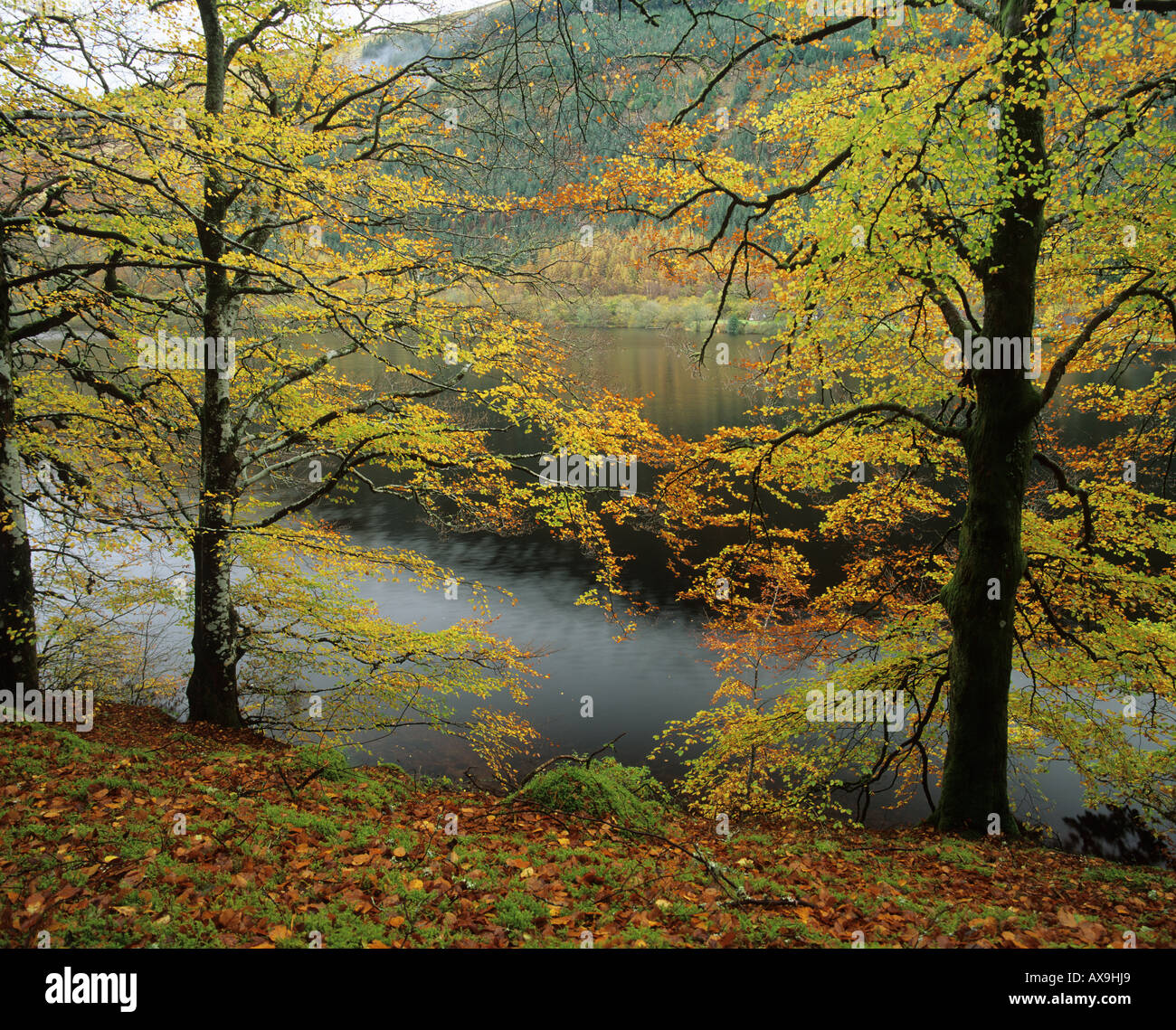 Herbstliche Wald von Loch Loyne Highland Scotland UK Stockfoto