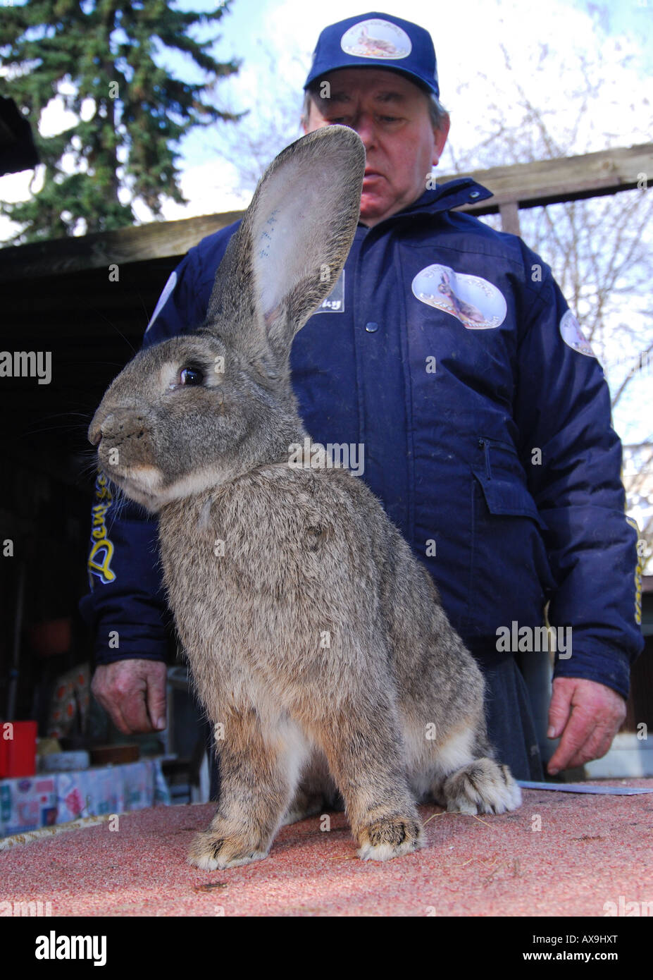 Deutsche Kaninchen Züchter Karl Szmolinsky mit seinem RiesenKaninchen Stockfotografie Alamy Deutsche Kaninchen Züchter Karl Szmolinsky mit seinem RiesenKaninchen Stockfotografie Alamy