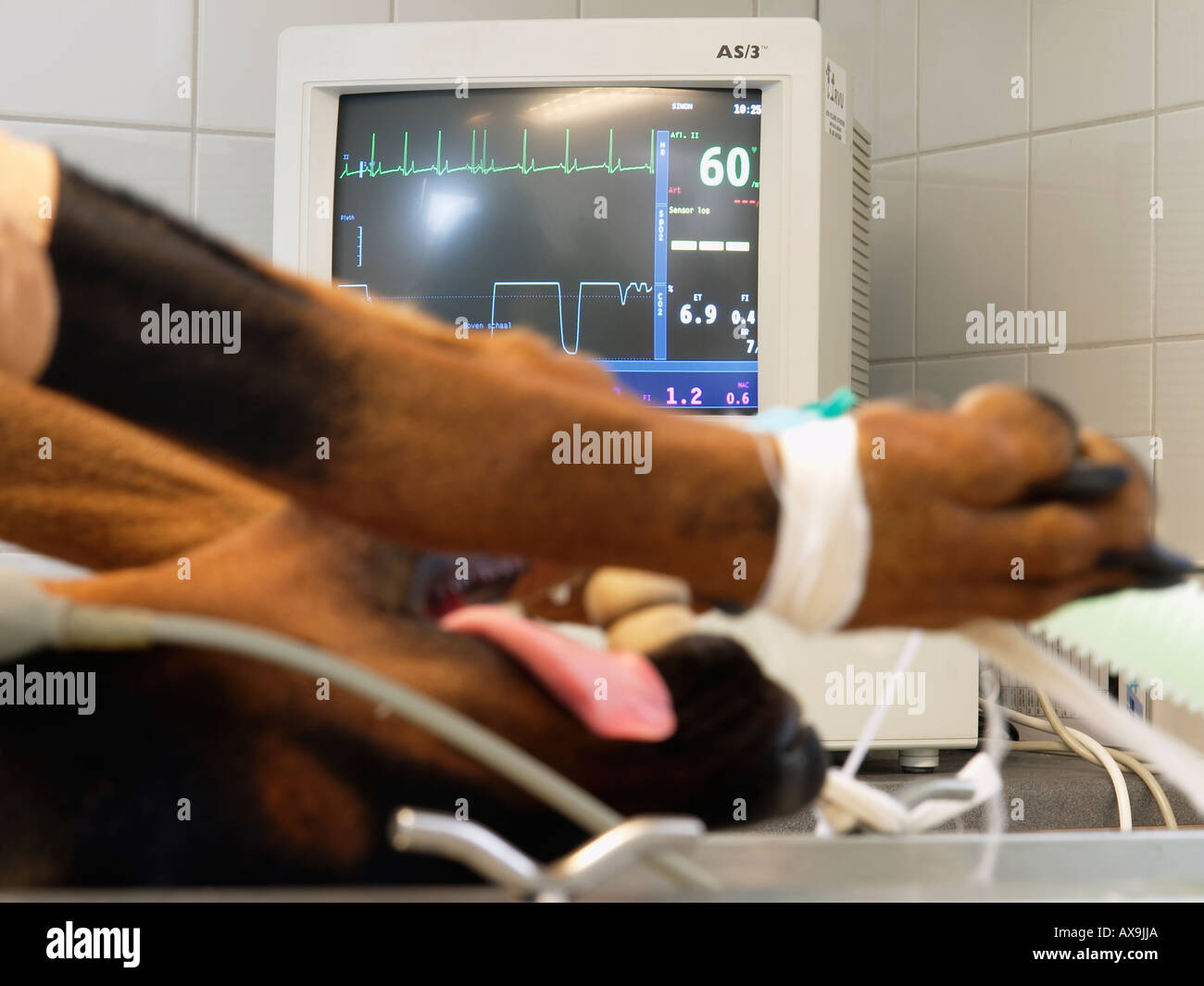 Dobermann Hunde Heartbeat und atmendes Wesen überwacht während des Betriebs der Niederlande Stockfoto