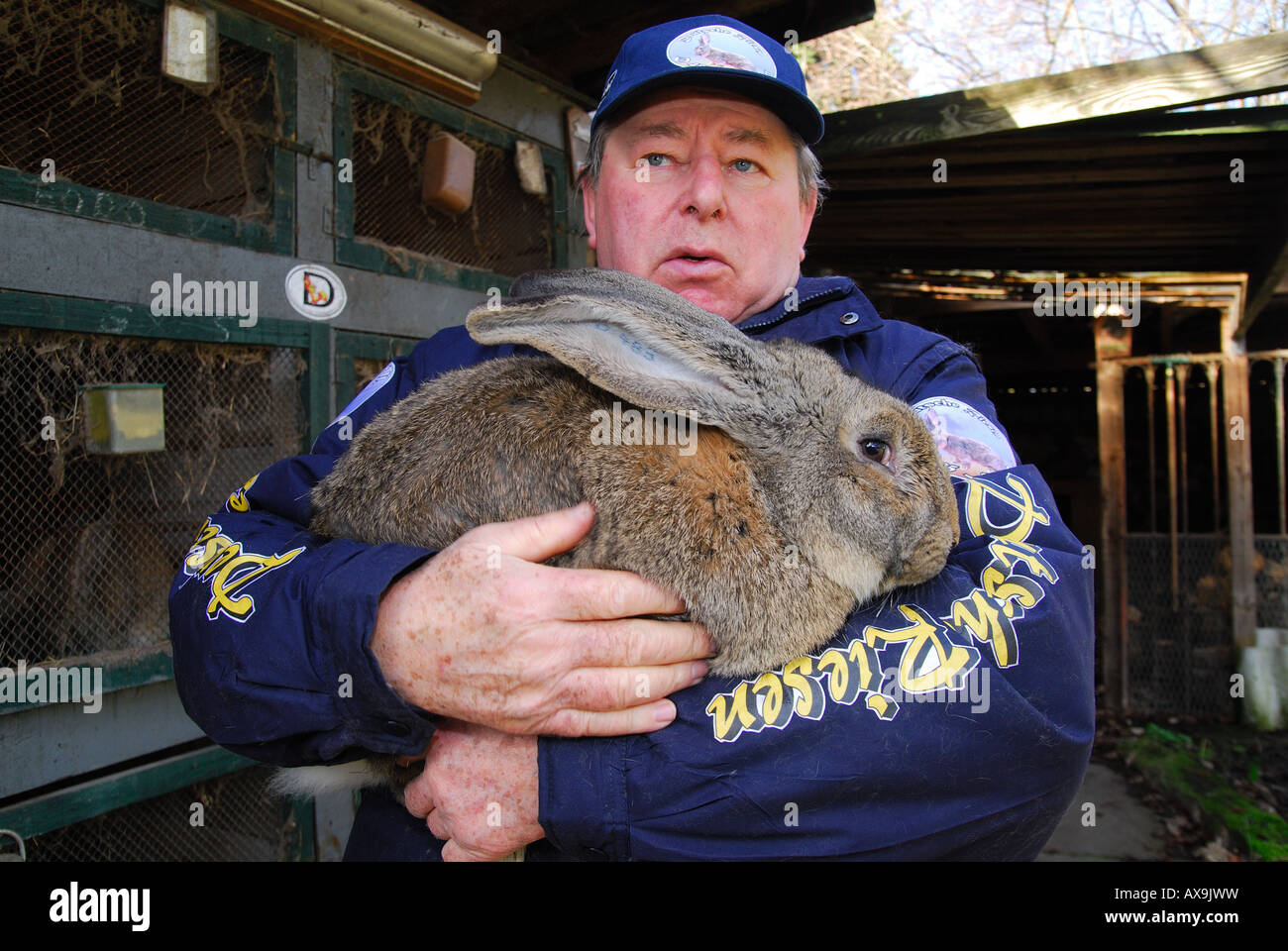 Deutsche Kaninchen Züchter Karl Szmolinsky mit seinem RiesenKaninchen Stockfotografie Alamy Deutsche Kaninchen Züchter Karl Szmolinsky mit seinem RiesenKaninchen Stockfotografie Alamy
