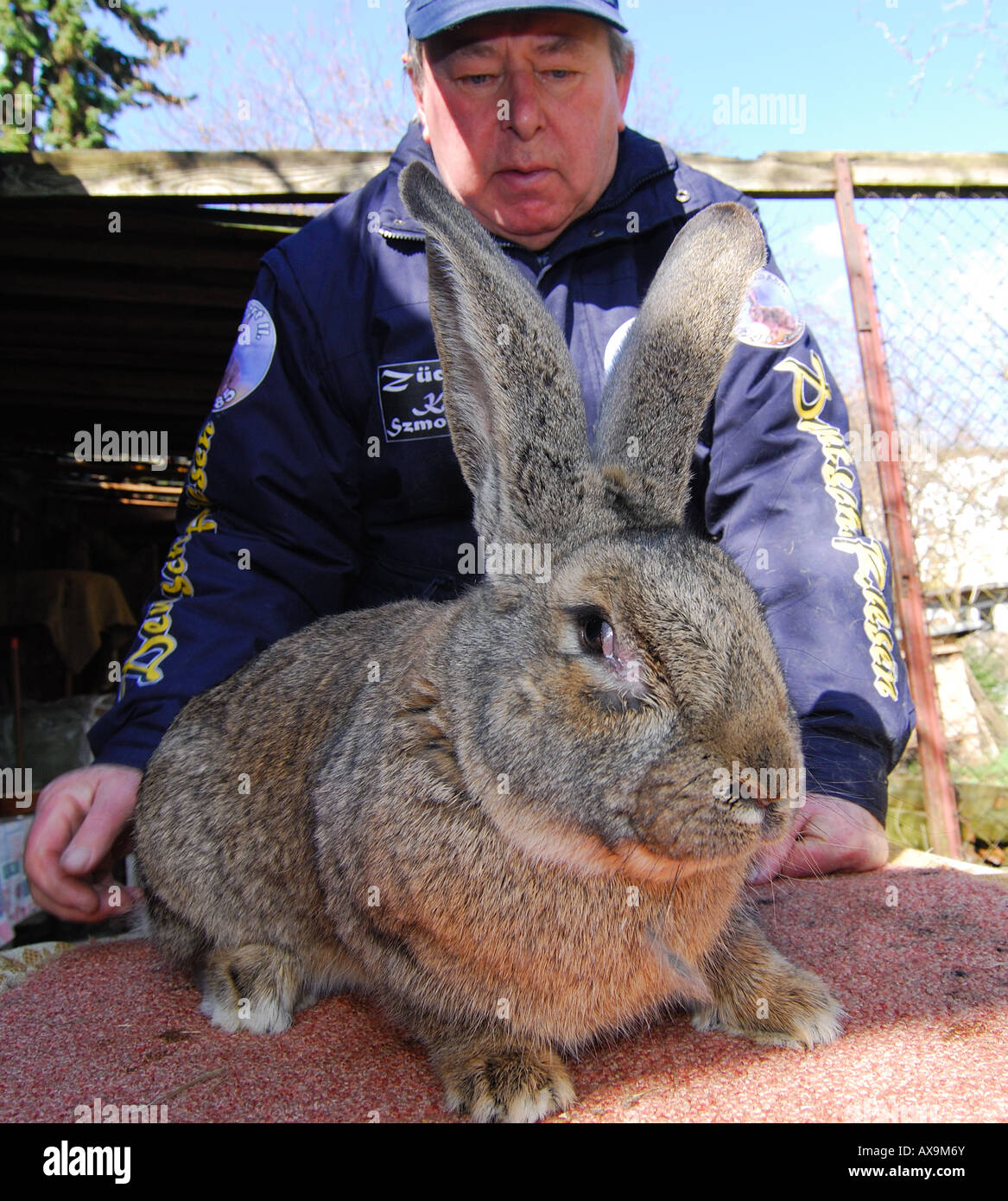 Deutsche Graue Riesen Stockfotos und -bilder Kaufen - Alamy