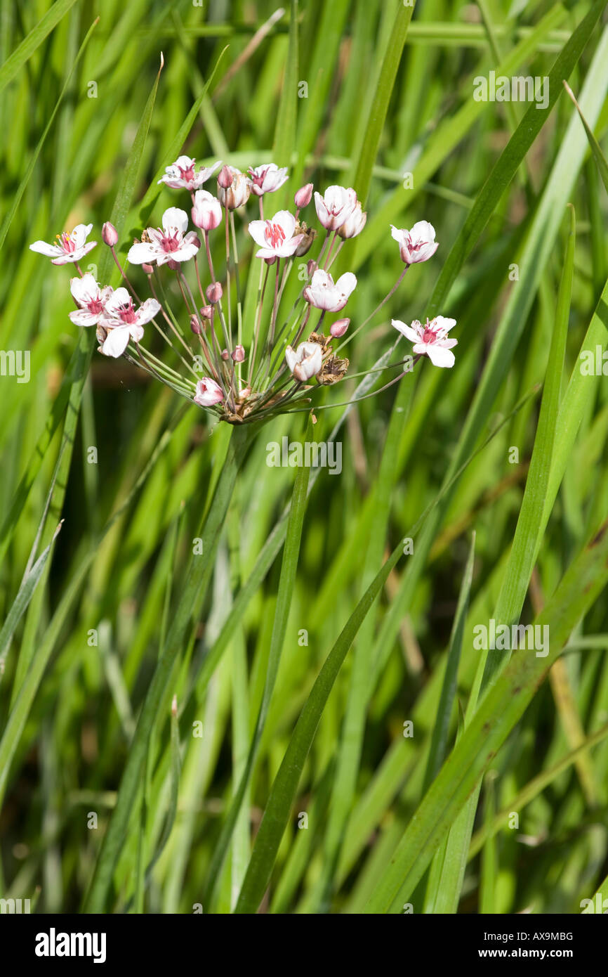 Butomas Umbellatus Blüte Rush Stockfoto