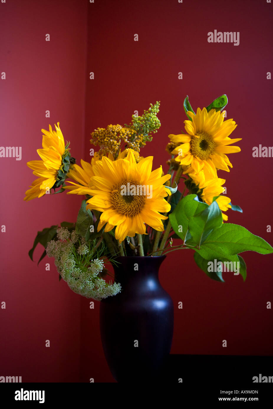 Sonnenblumen in einer Vase Stilleben mit lebhaft roten Hintergrund Stockfoto