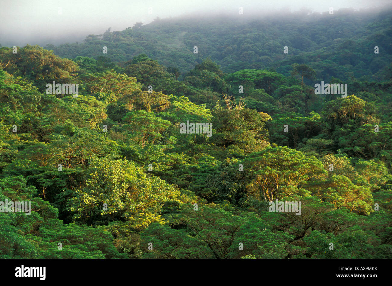 Bäume im Nebelwald Reservat, Santa Elena, Costa Rica, Mittelamerika, Amerika Stockfoto