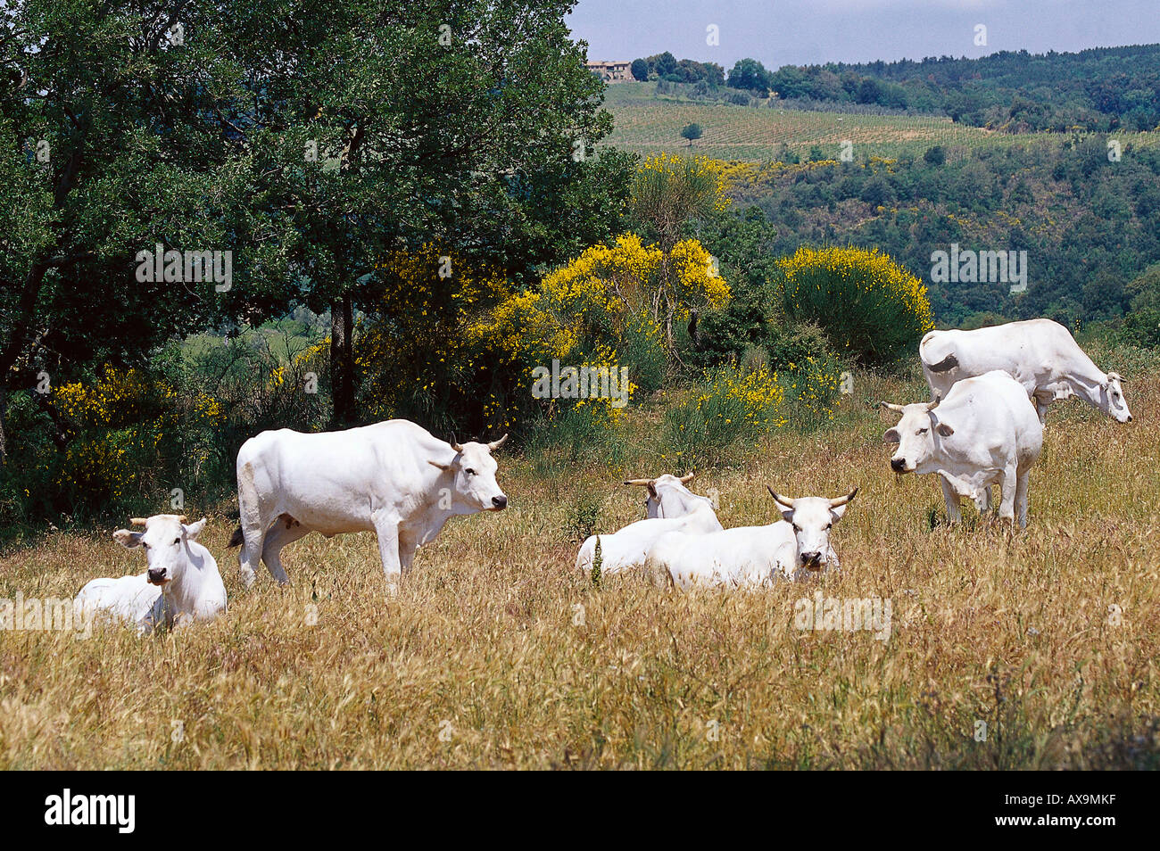 Weiße Rinder, in der Nähe von Sant Antimo Toskana, Italien Stockfoto