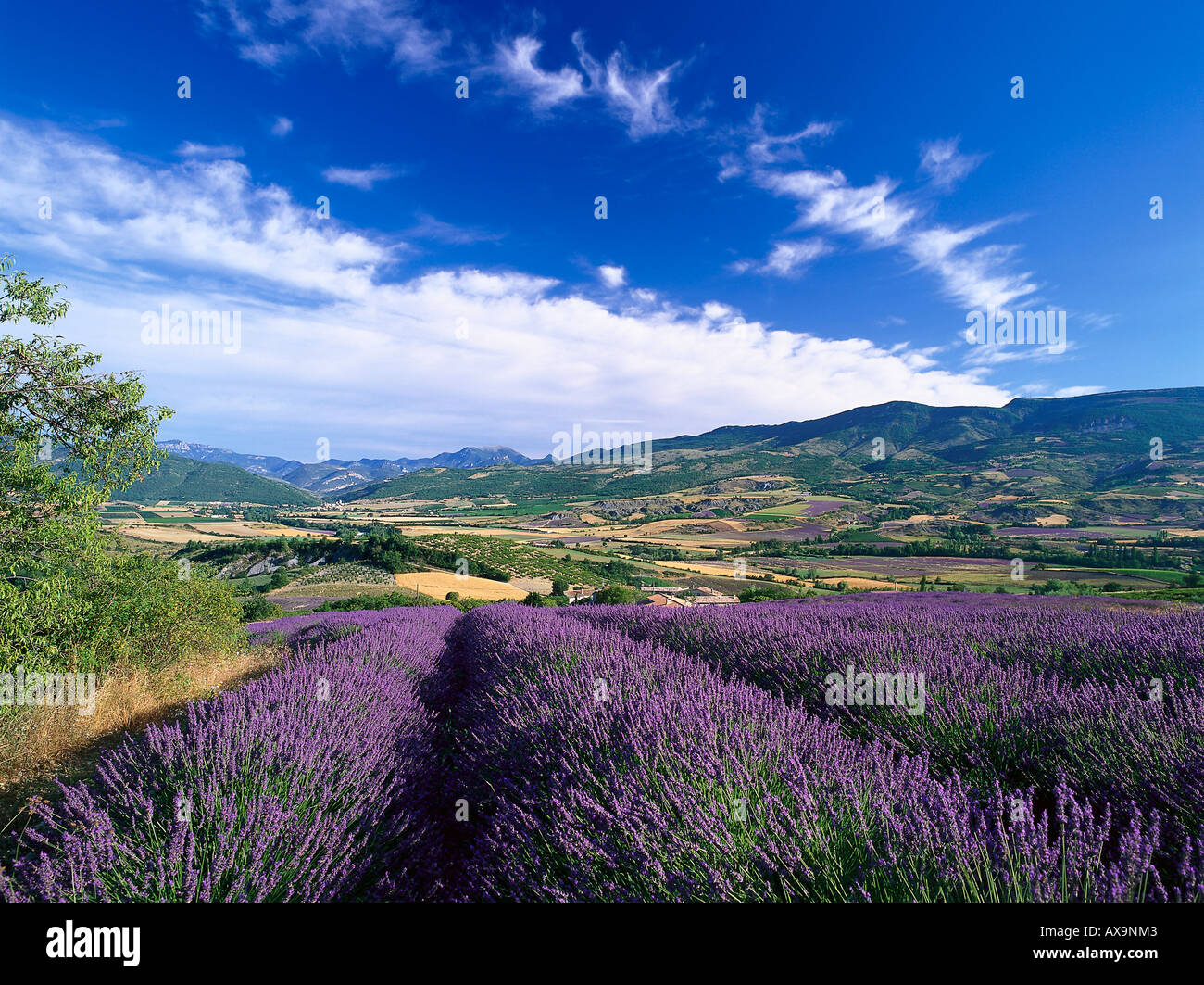 Tal mit Lavendelfeldern in der Nähe von Nyons, Drome, Provence, Frankreich Stockfoto