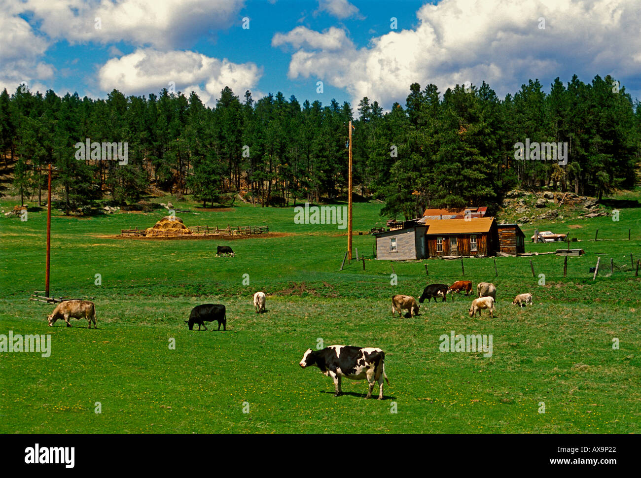 Bauernhof zwischen Hügeln und Keystone Black Hills, South Dakota, Vereinigte Staaten Stockfoto