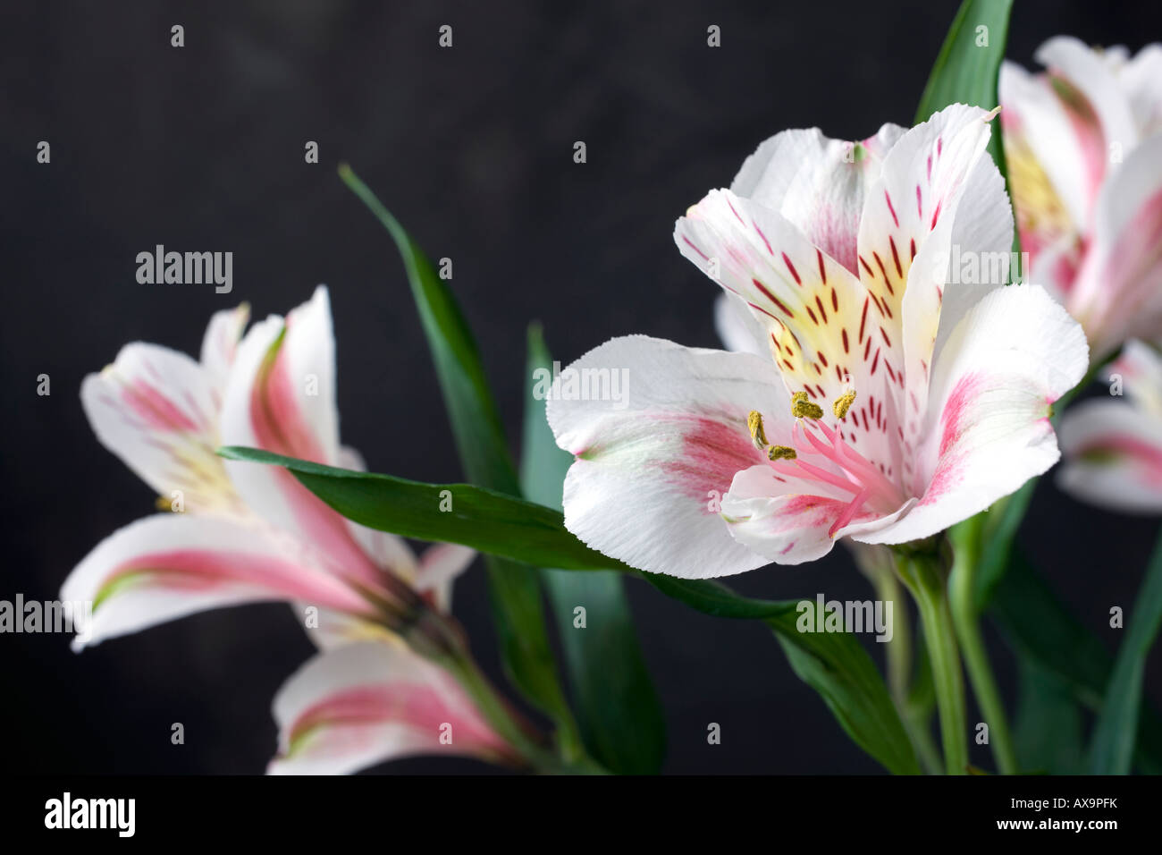 Ein weiß, rosa und gelbe Lilie, Alstroemeria, zeigt Pollen auf seine Stiele, auch bekannt als die Lilie der Inkas. Stockfoto