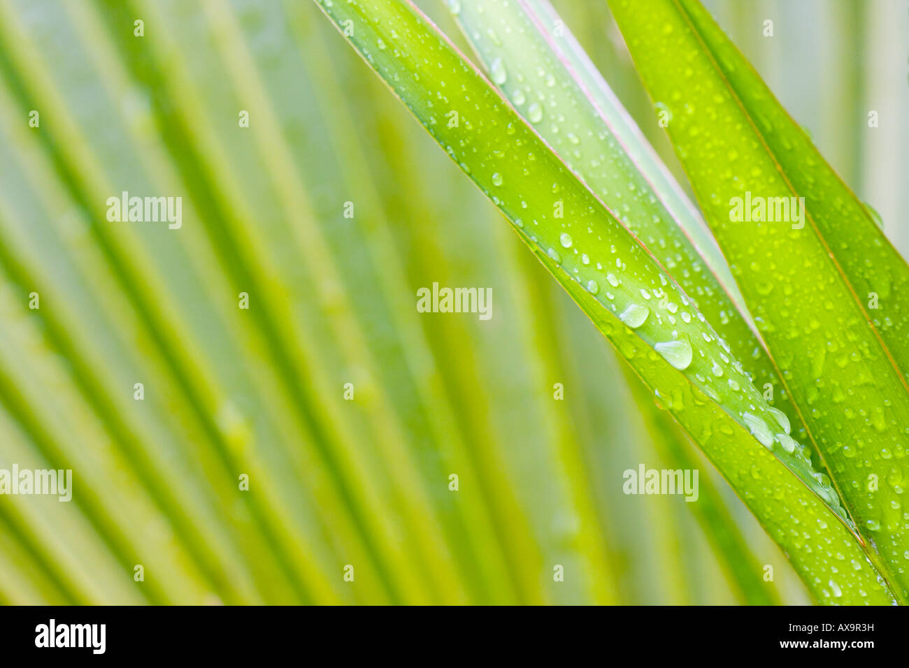 Nahaufnahme der Blätter von einer Palme nach dem Regen Stockfoto