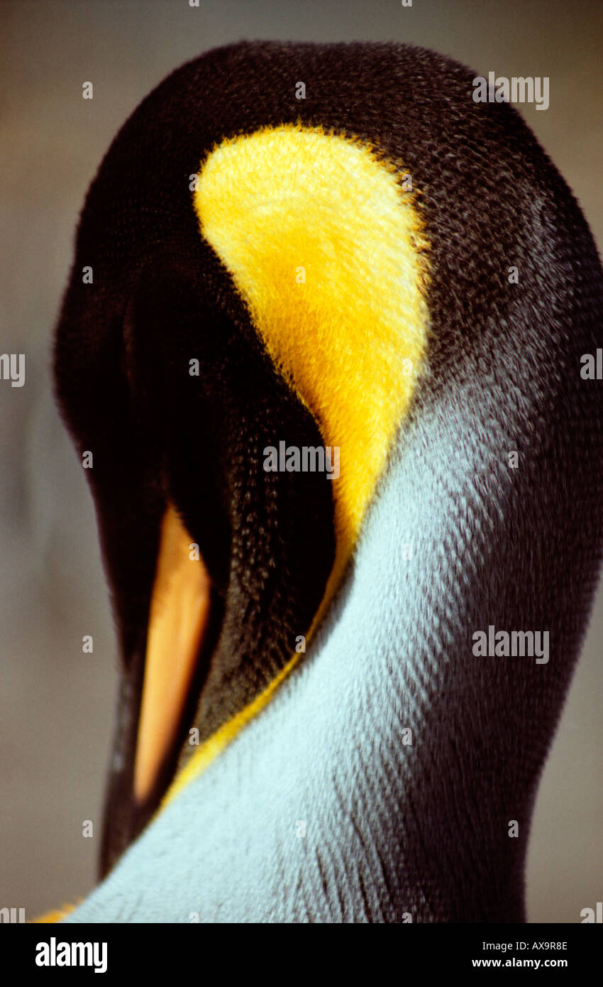 Königspinguine ausgestreckter Hals gleicht einem Schwan eingebettet. Salisbury Plain, Bucht der Inseln, Südgeorgien, sub-antarktischen Insel. Stockfoto