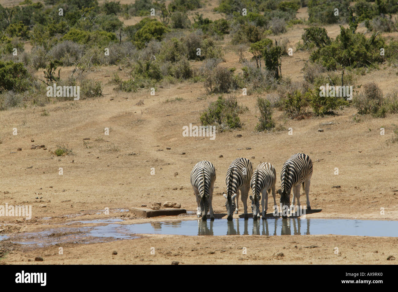 Burchells Zebras, Addo Elephant Park, Eastern Cape, Südafrika Stockfoto