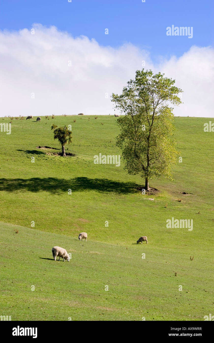 Schafbeweidung in North Canterbury Hügel Land auf der Südinsel Neuseelands Stockfoto