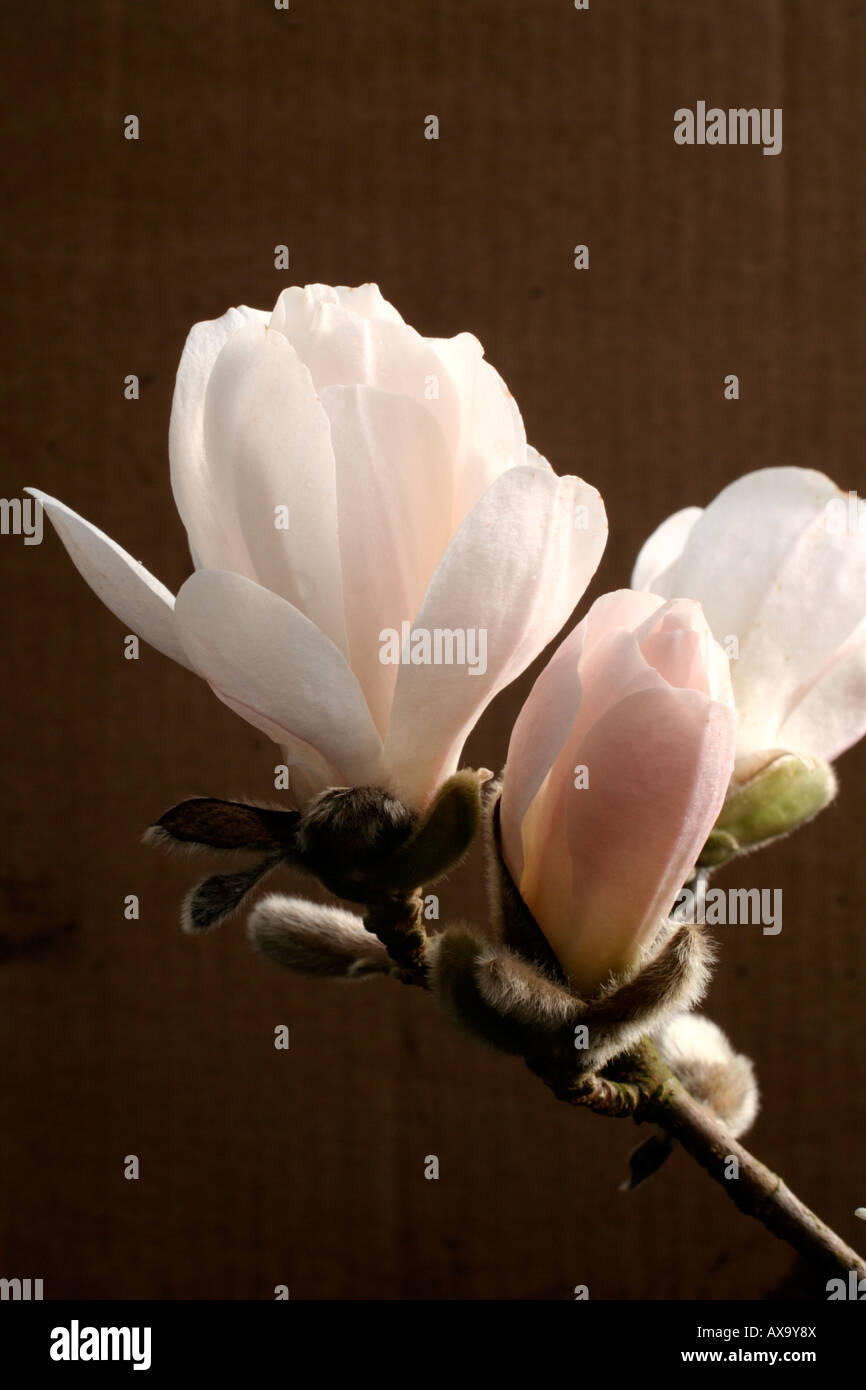 MAGNOLIA X LOEBNERI MERRILL AGM Stockfoto