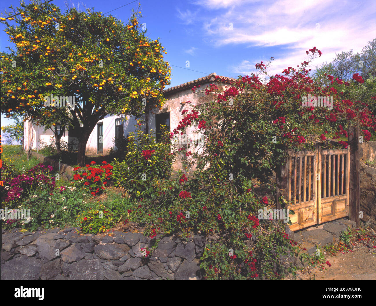 Landhaus Mit Orangenbaum, Las Tricias, La Palma, Kanarische Inseln, Spanien Stockfoto