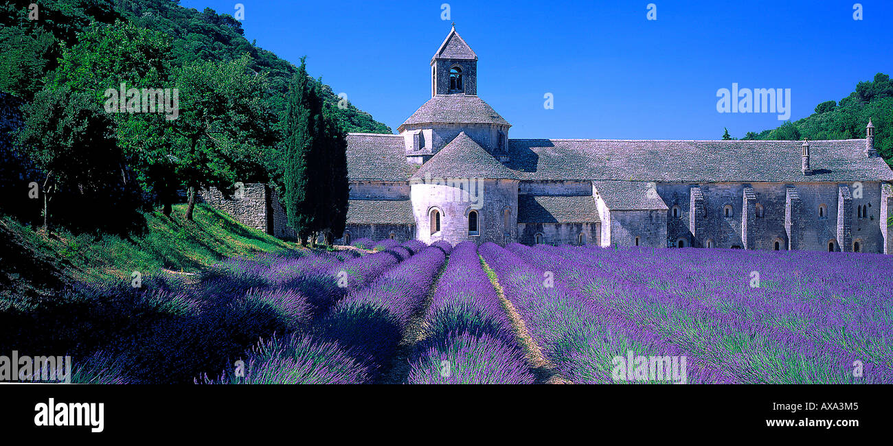 Abbaye de Sénanque, Kloster, Vaucluse, Provence Frankreich Stockfoto