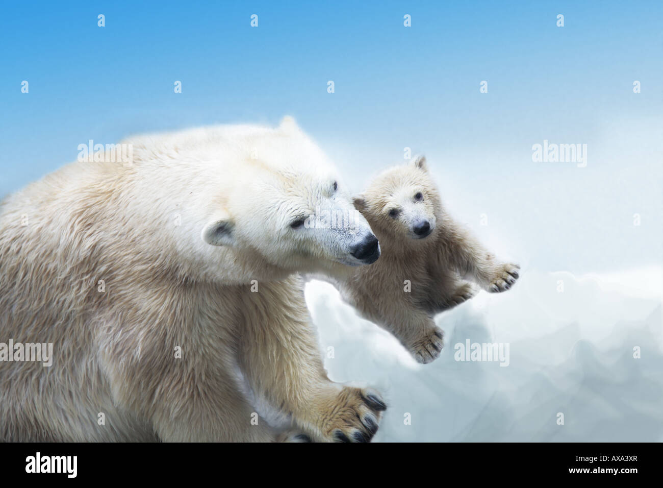 Eisbären. Stockfoto