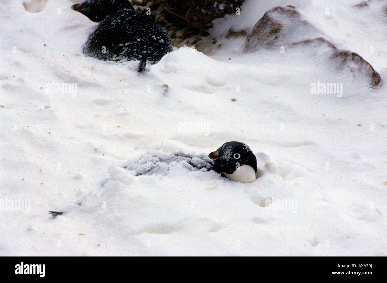 Manchot d Adelie Adeliepinguin Adelie Pinguin Pygoscelis Papua Sous la Neige et le vent unter dem Schnee und wind Adeliepinguine ein Stockfoto