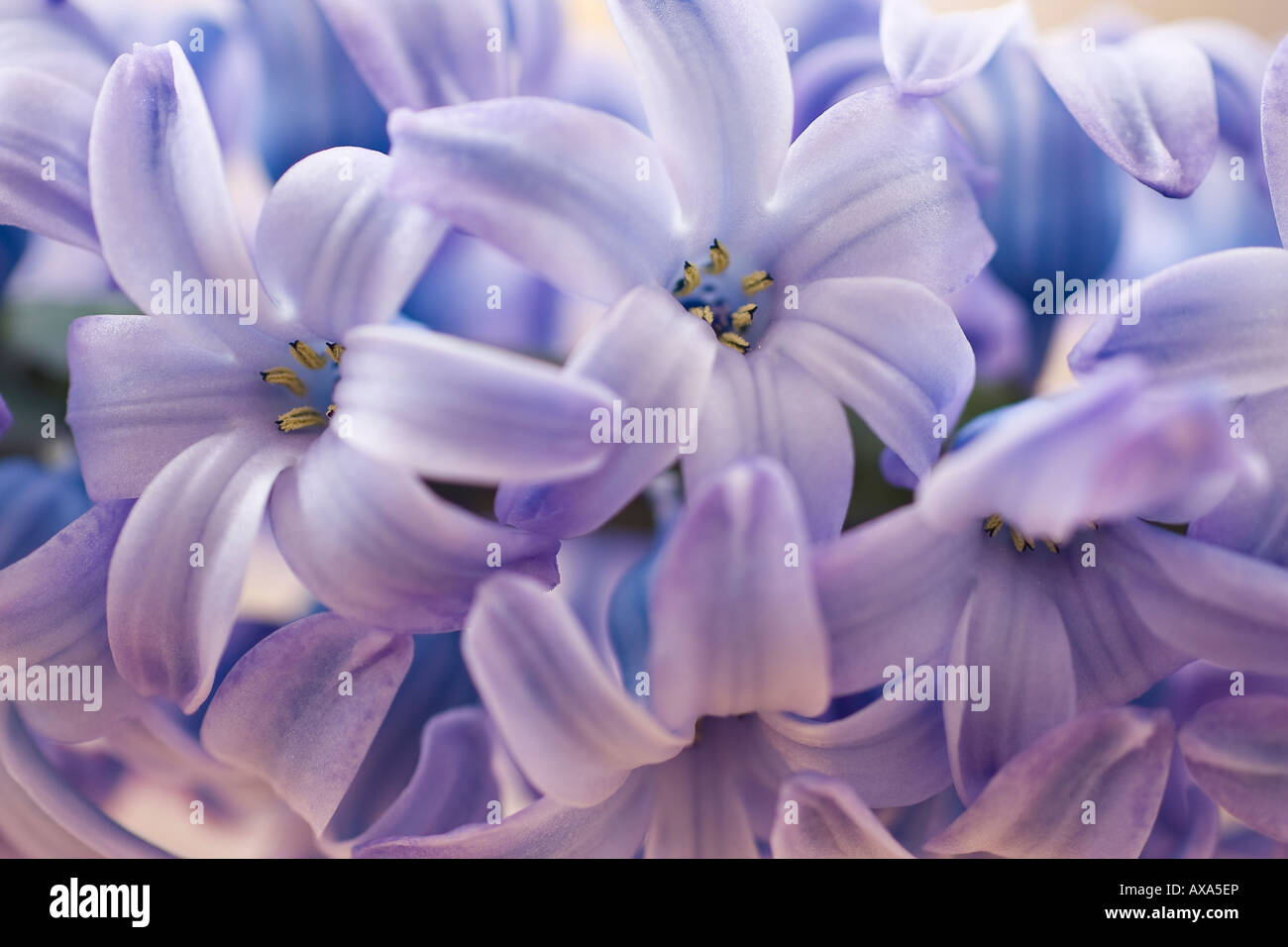 Nahaufnahme der blauen Hyazinth-Floretten (Hyacinthus Orientalis) im März Stockfoto