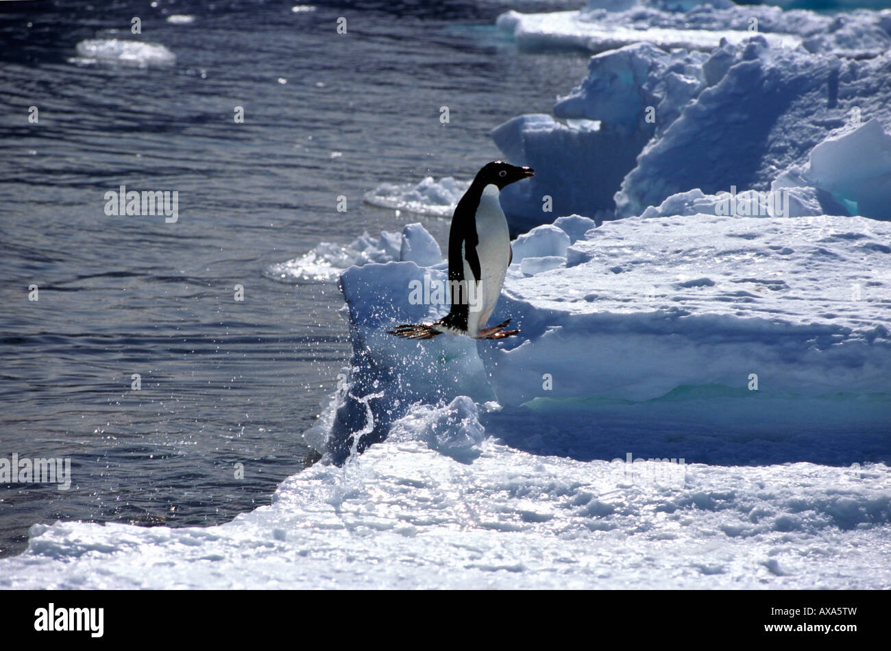 Manchot d Adelie Adeliepinguin Adelie Pinguin Pygoscelis Papua sautant pour Sortir de l Eau verlassen Wasser Adeliepinguine Tiere Stockfoto