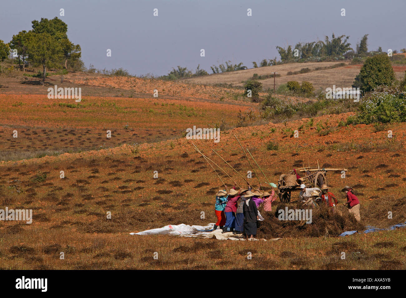 Frauen arbeiten im Feld, Burma, durchgeführt Bei Pindaya, Dreschen Sesam Pflanzen die Samen für Öl, Dreschen verwendet zu trennen Stockfoto