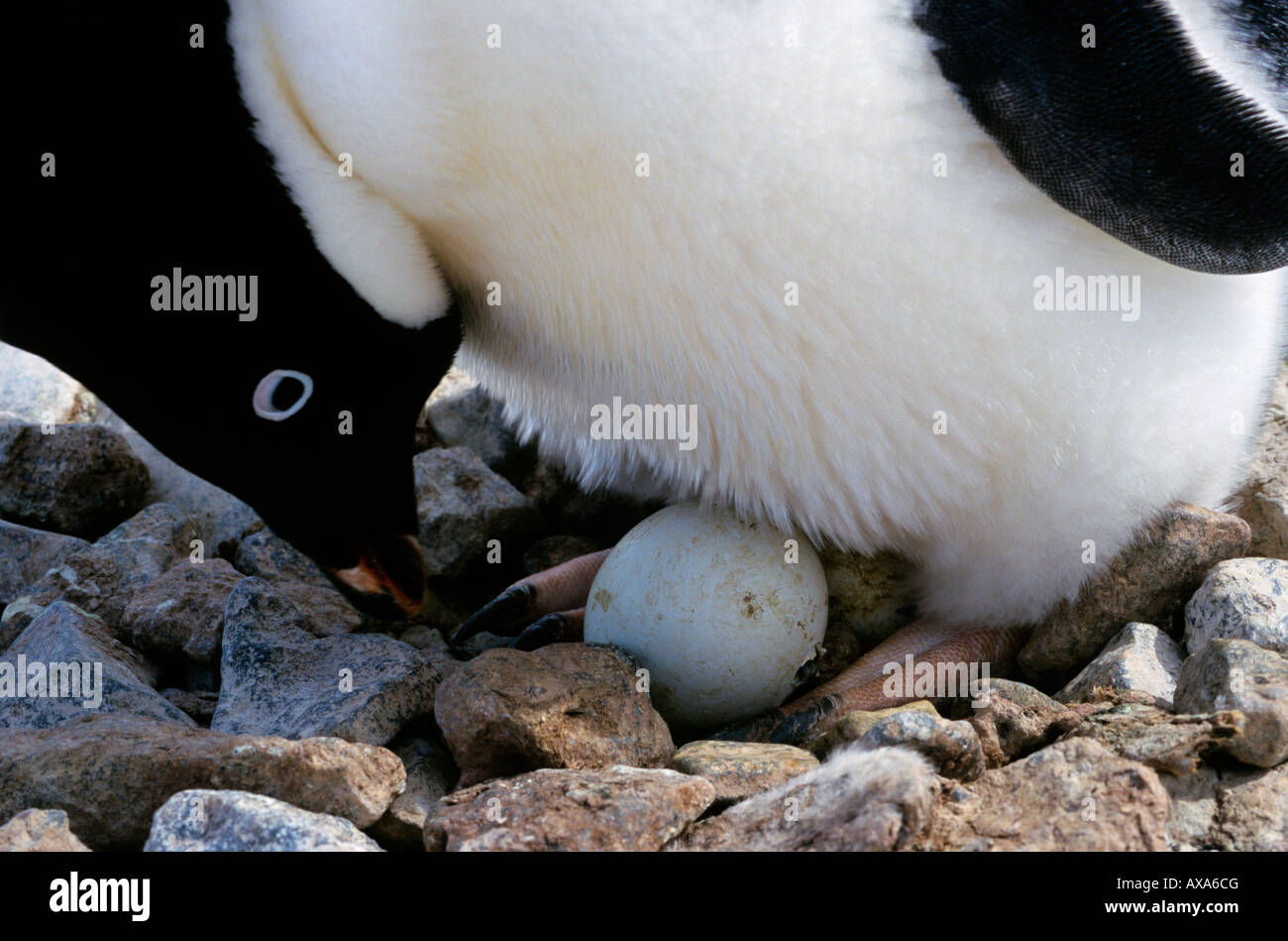 Manchot d Adelie Adeliepinguin Adelie Pinguin Pygoscelis Papua Ei Adeliepinguine Tiere der Antarktis Antarktis aquatische A drehen Stockfoto