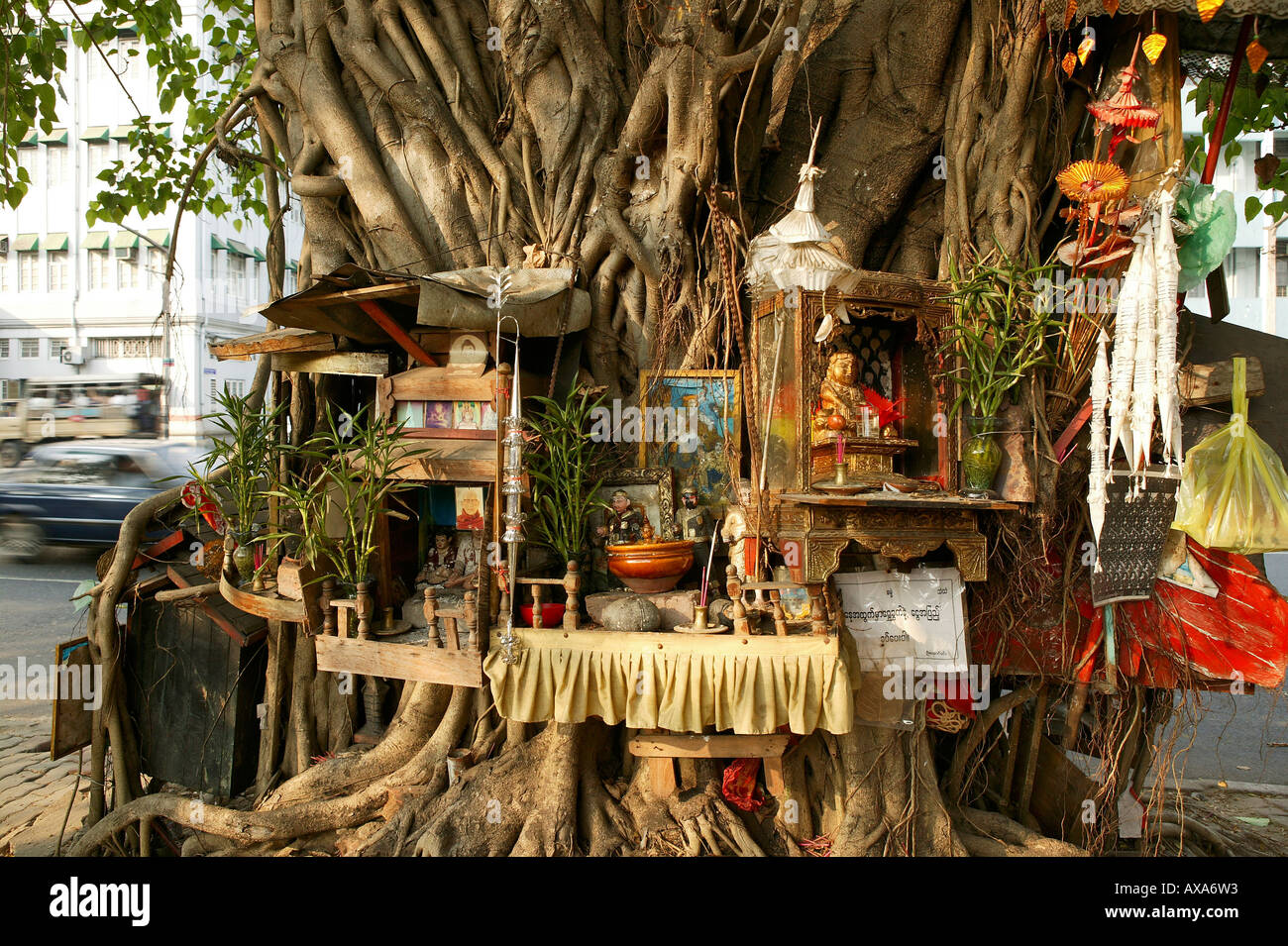 Alten heiligen Baum, Heilige Baum, Yangon, Baum als Schrein, umgeben von Angebote, Figuren, Buddha, Weihrauch, Rangun, Baum als Alta Stockfoto