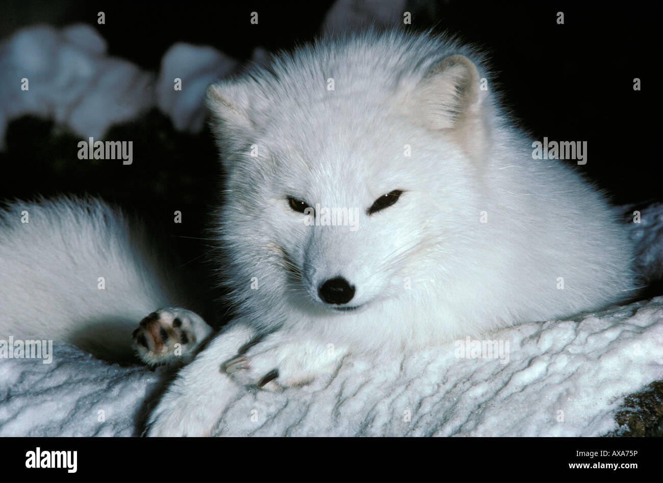 Polarfuchs Alopex Lagopus Mutter und Welpen, die Arktis Eisfuechse Europa Europa Fuchs Fuchswelpen Fuechse Hundeartige Jungtiere Mutter Stockfoto