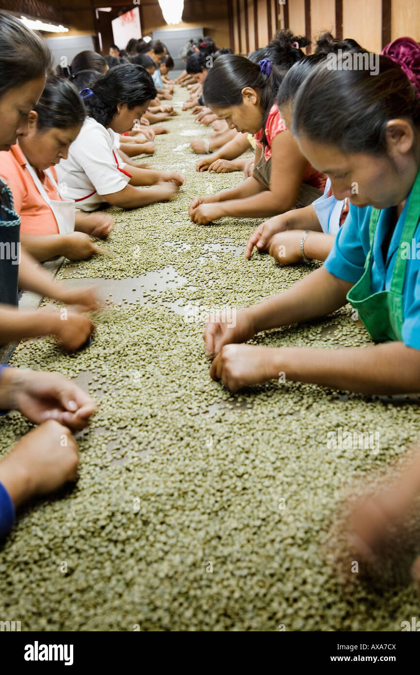 Frauen entfernen schlechte Bohnen, die für instant-Kaffee am La Majada Kaffee kooperative El Salvador verwendet werden Stockfoto