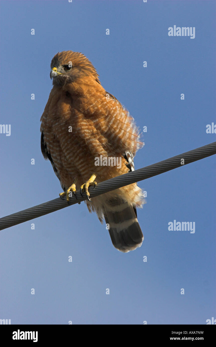 Rot-geschultert Hawk Buteo Lineatus thront am Kabel auf der Suche nach Nahrung an Solvang California im Januar Stockfoto
