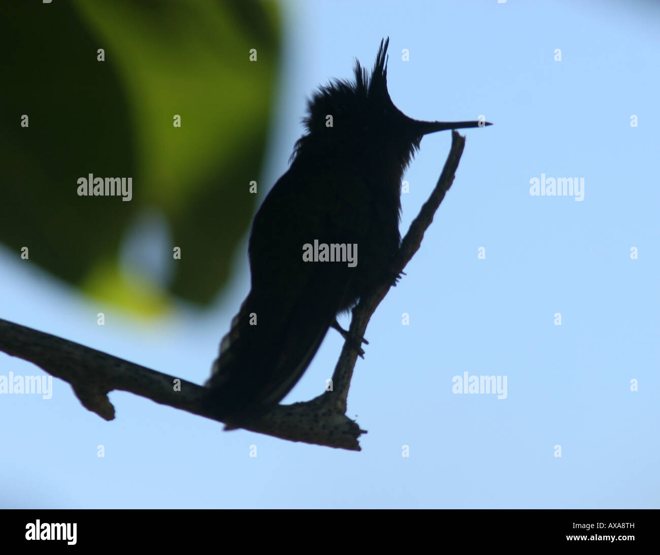 Antillean Crested Kolibri Vogel Puerto Rico Wildlife wild animalischen Natur Park Preserve silhouette Stockfoto