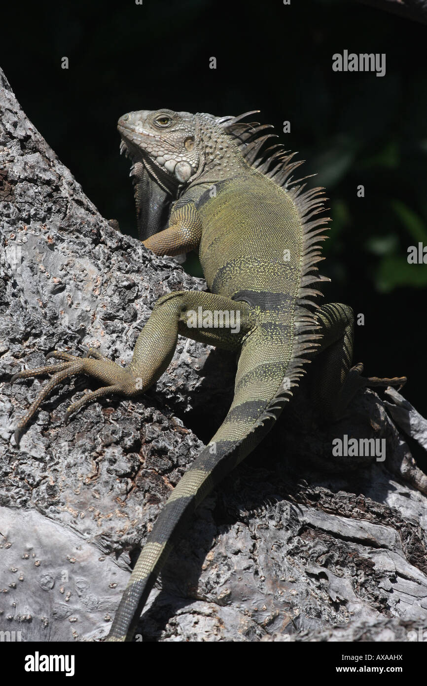 Leguan Echse Reptil Puerto Rico Tierwelt wilden animalischen Natur Park Preserve Baumstamm Stockfoto