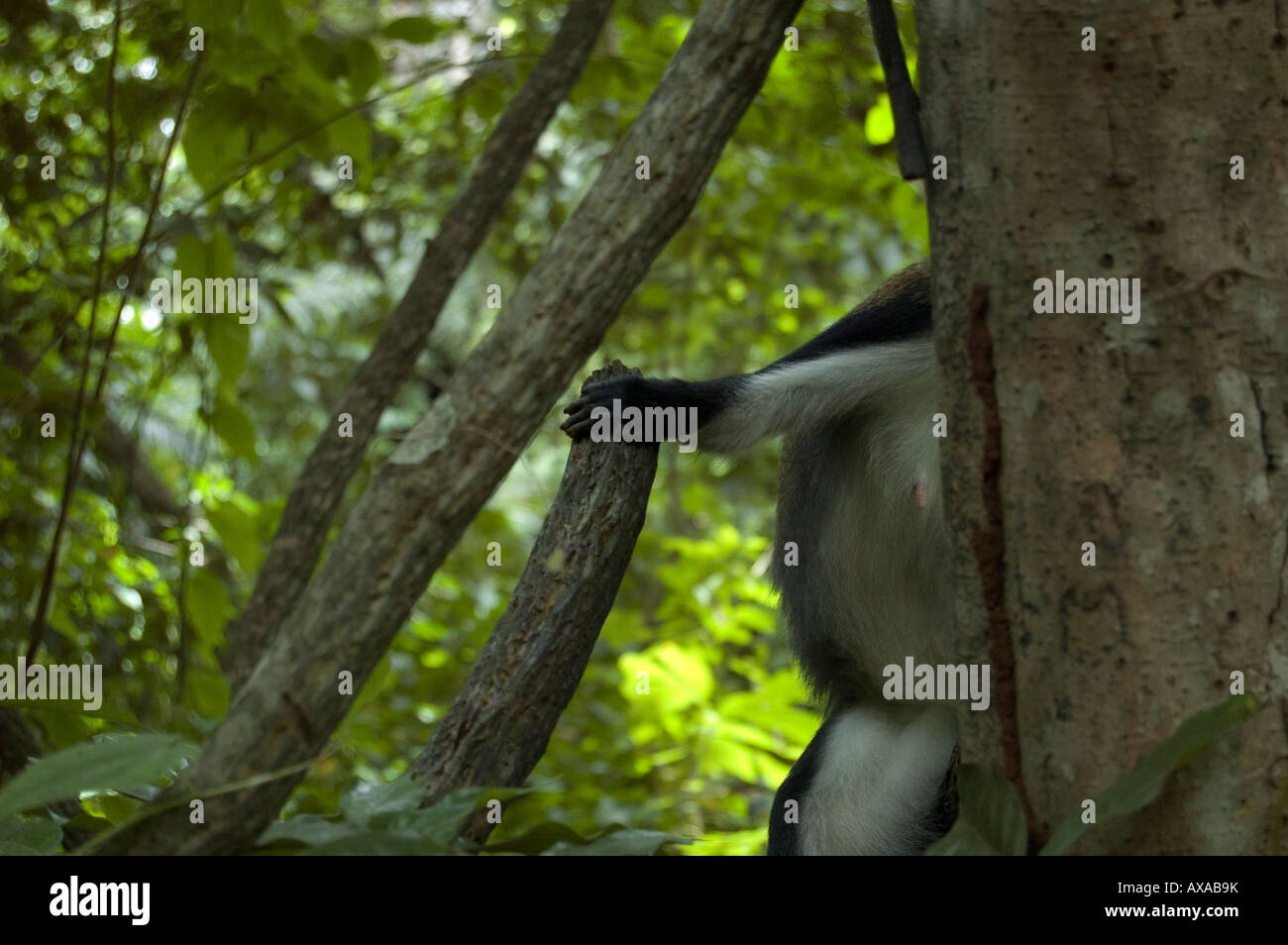 Ein Versteck Mona Monkey (Cercopithecus Mona) am Boabeng Fema Monkey Sanctuary, Ghana, Afrika Stockfoto