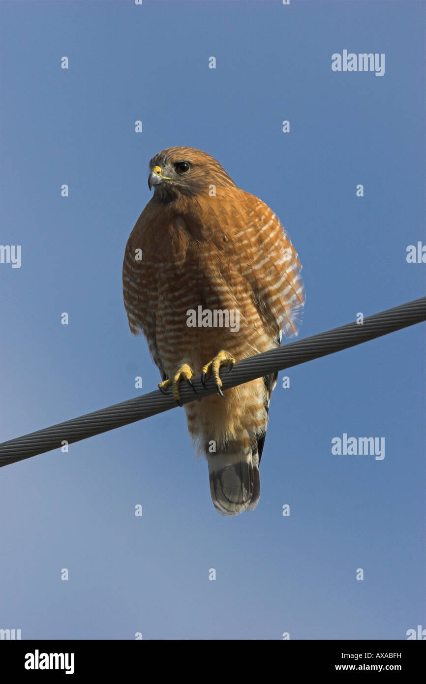 Rot-geschultert Hawk Buteo Lineatus thront am Kabel auf der Suche nach Nahrung an Solvang California im Januar Stockfoto