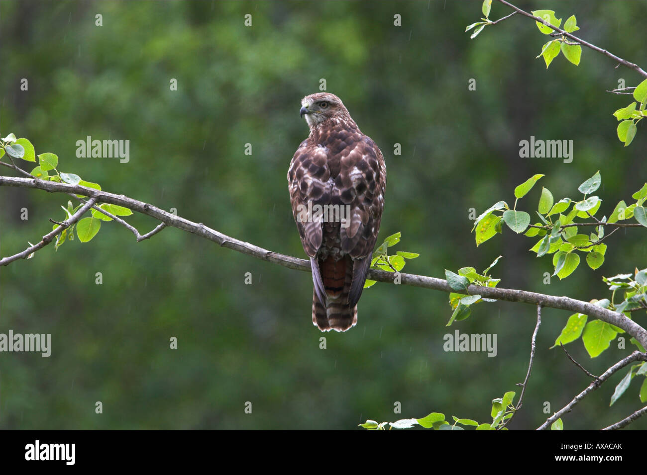 Rot - angebundener Falke Buteo Jamaicensis auf Ast im Regen zeigt Rückansicht mit Kopf drehte sich in Richtung Kamera Stockfoto