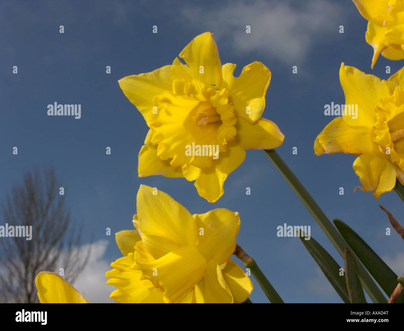 alle gelben Narzissen in voller Blüte Frühling mit blauen Himmel im Hintergrund Stockfoto