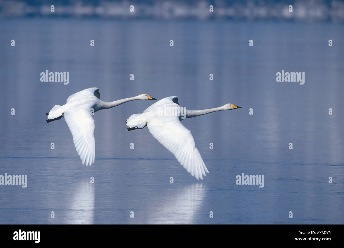 Singschwäne im Flug, Cygnus Cygnus, Hokkaido, Japan Stockfoto