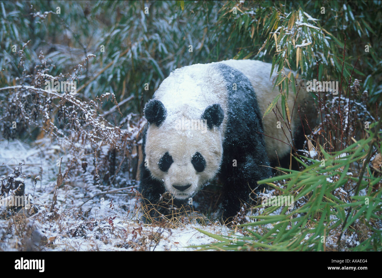 Großer Panda im Winter, Wolong Tal, China Stockfoto