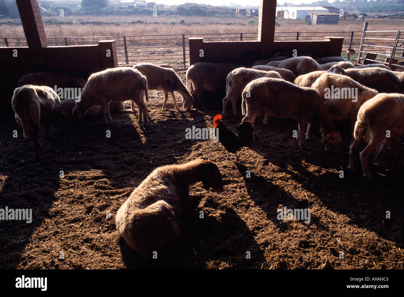 Viehzucht in Israel Stockfoto