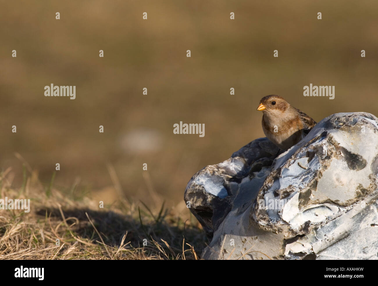 Snow Bunting auf Felsen, UK, winter Stockfoto